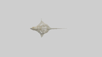 Stingray Skeleton model 3D model
