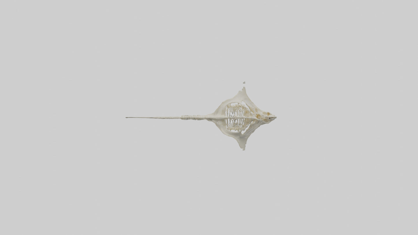 Stingray Skeleton model 3D model