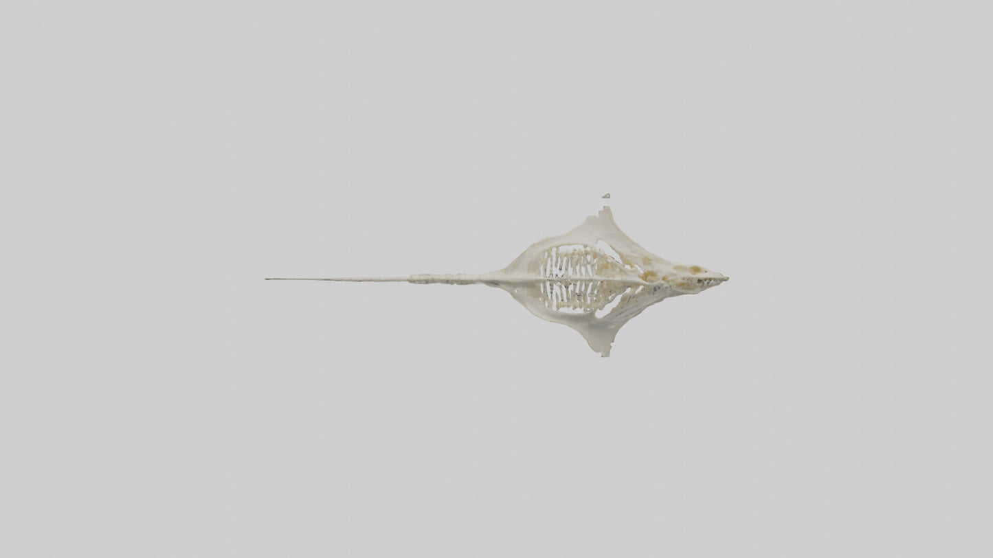 Stingray Skeleton model 3D model