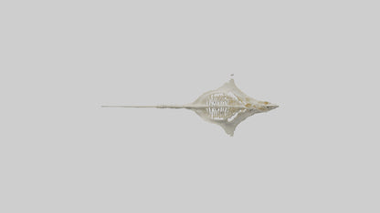 Stingray Skeleton model 3D model