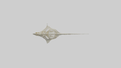 Stingray Skeleton model 3D model