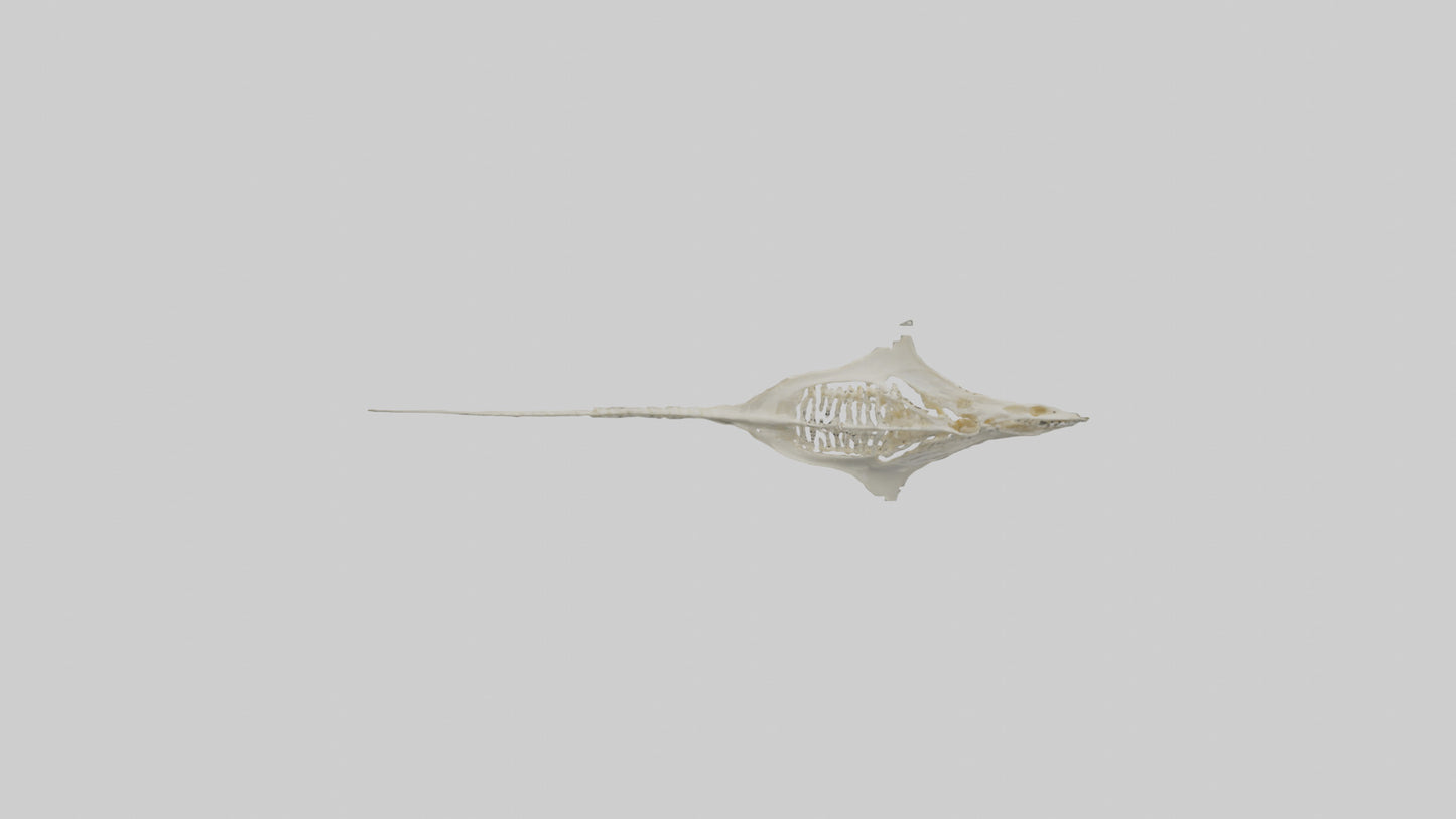 Stingray Skeleton model 3D model