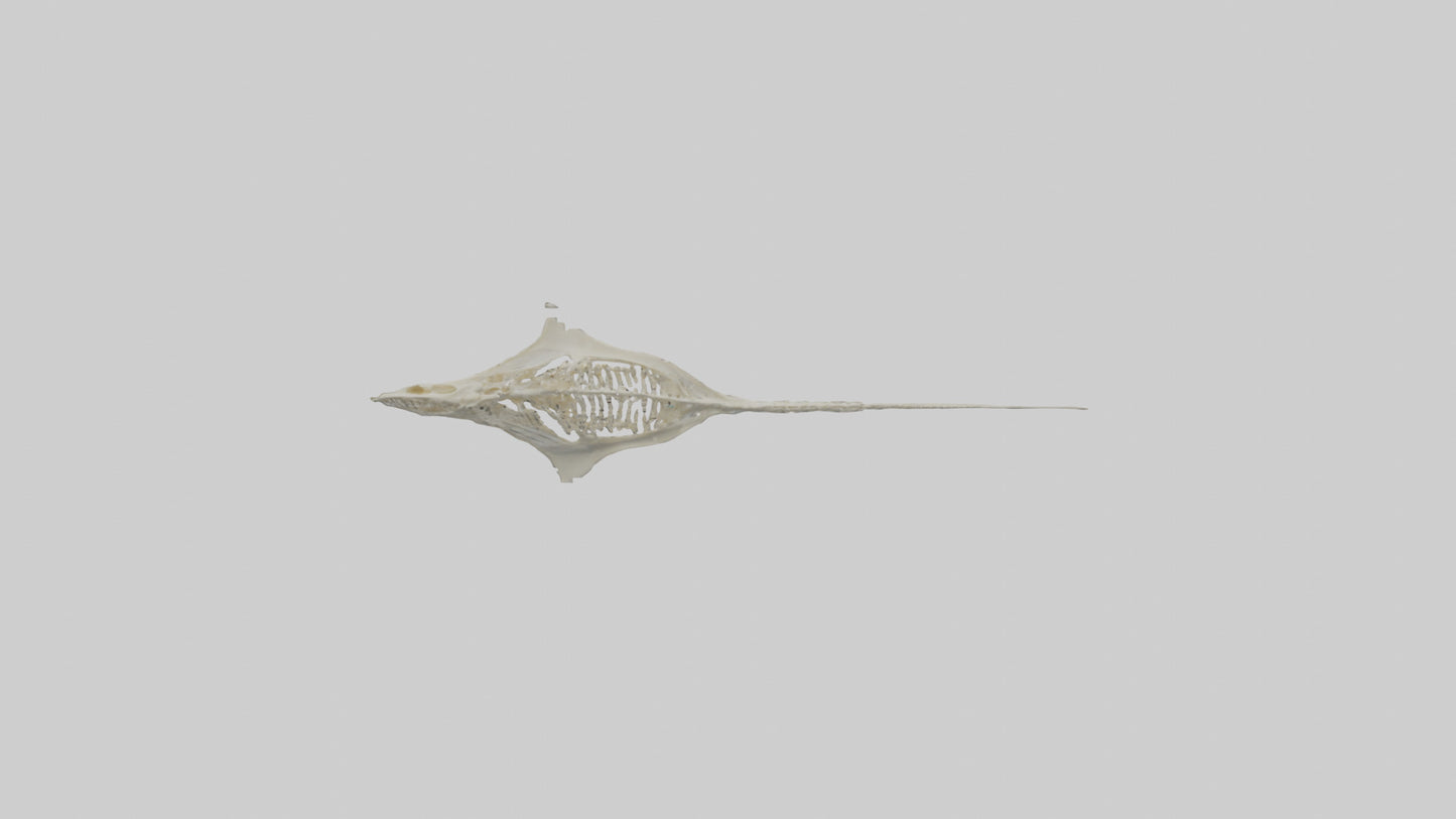 Stingray Skeleton model 3D model