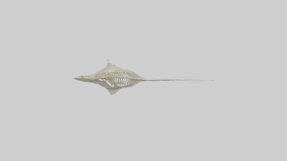 Stingray Skeleton model 3D model