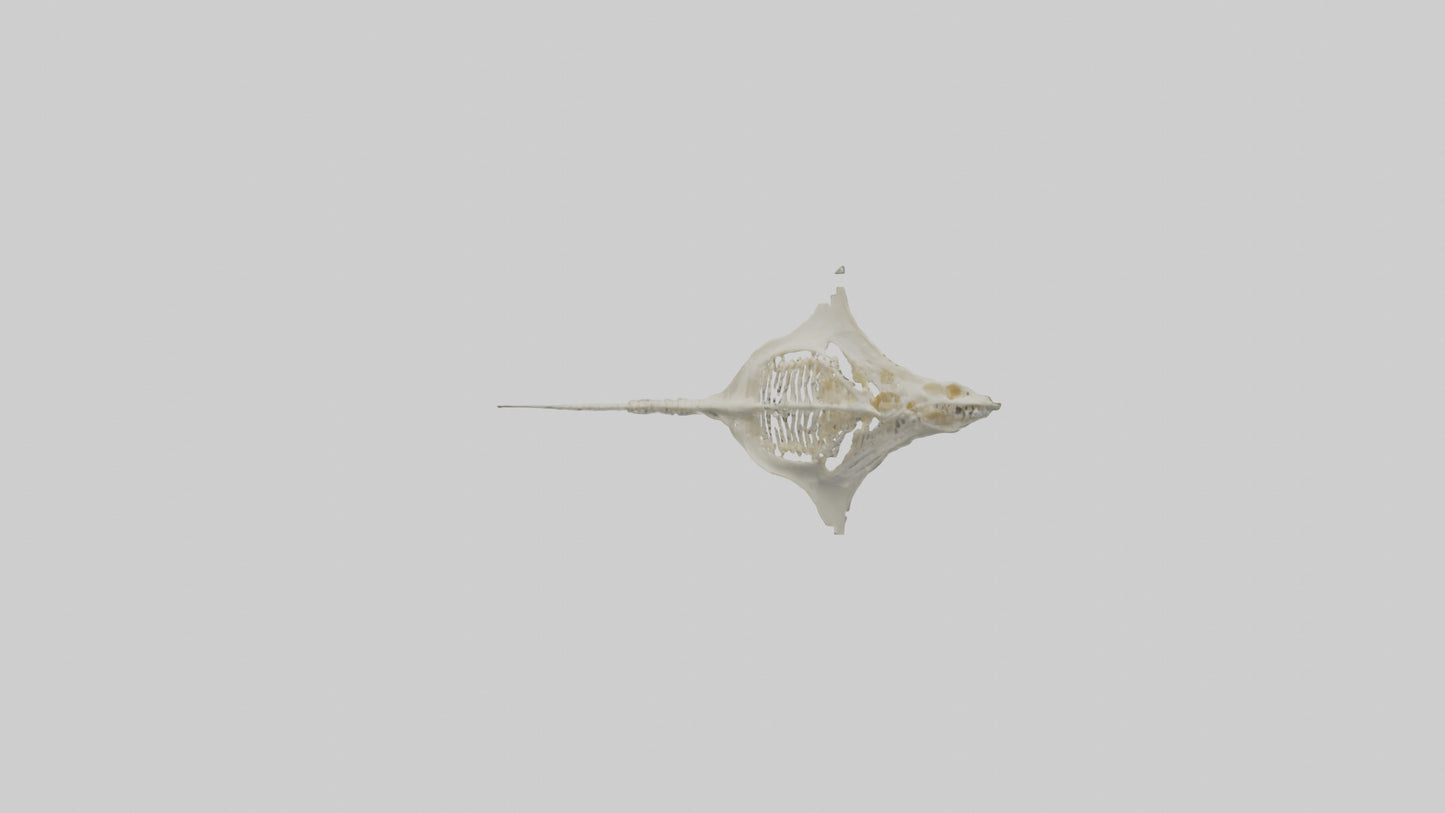 Stingray Skeleton model 3D model