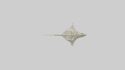 Stingray Skeleton model 3D model
