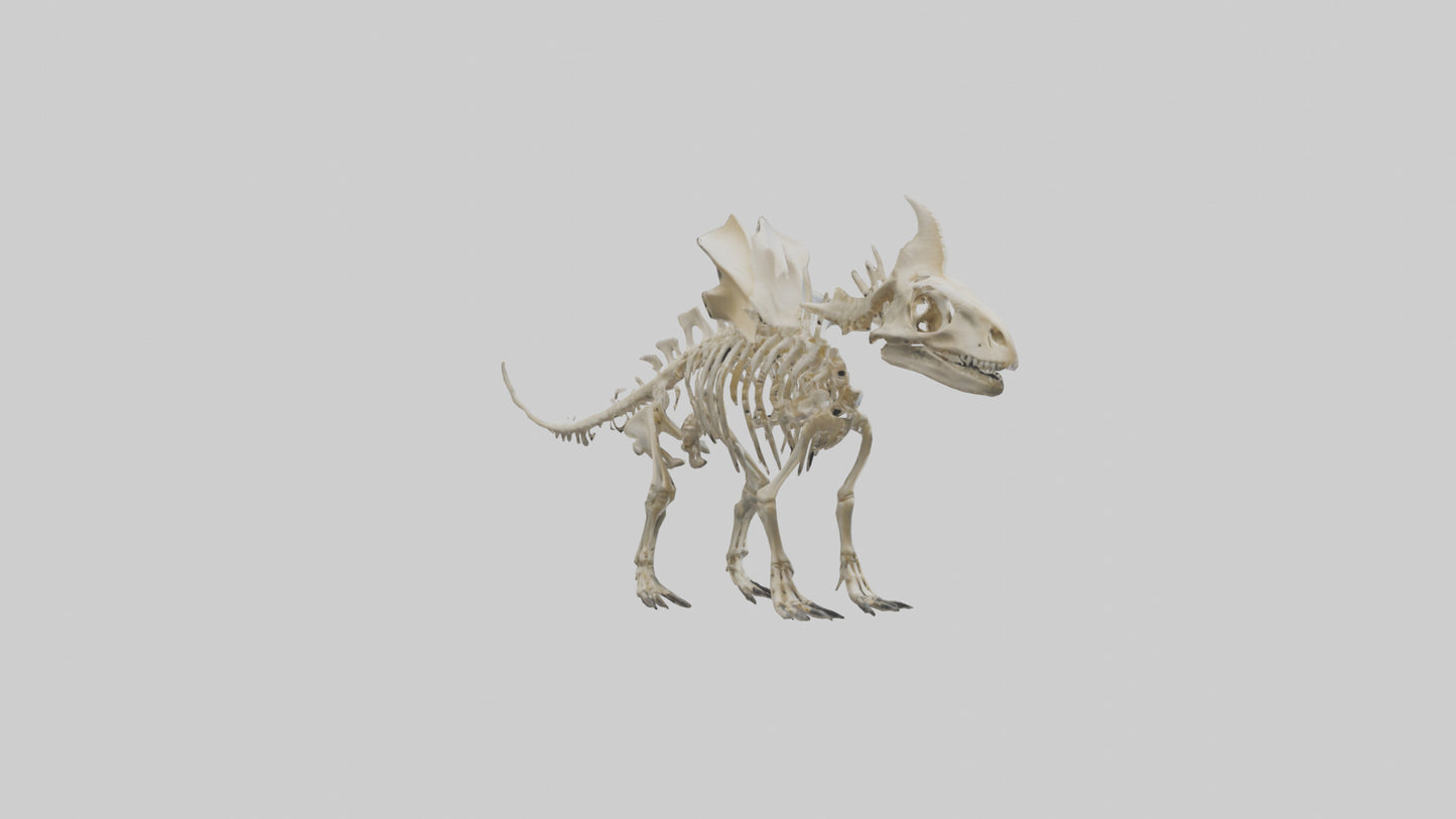 Styracosaurus Skeleton model 3D model