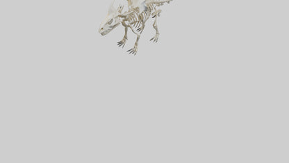 Styracosaurus Skeleton model 3D model
