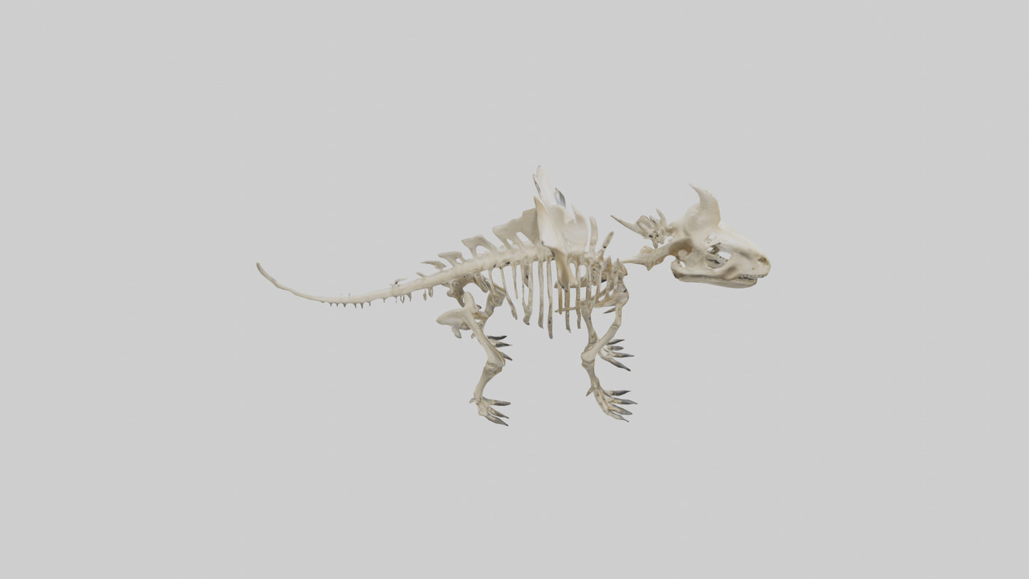 Styracosaurus Skeleton model 3D model