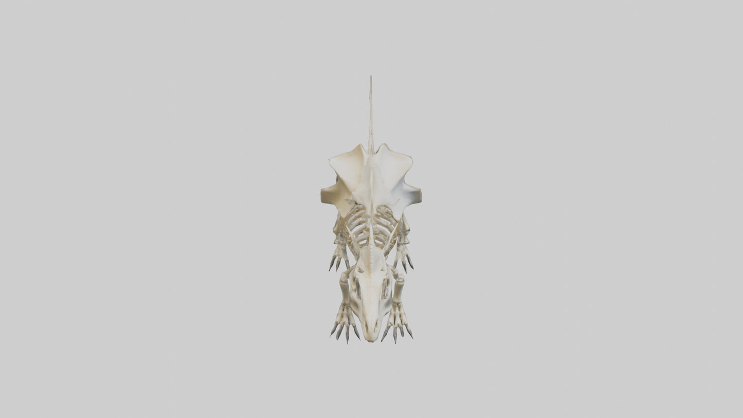 Styracosaurus Skeleton model 3D model