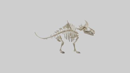 Styracosaurus Skeleton model 3D model
