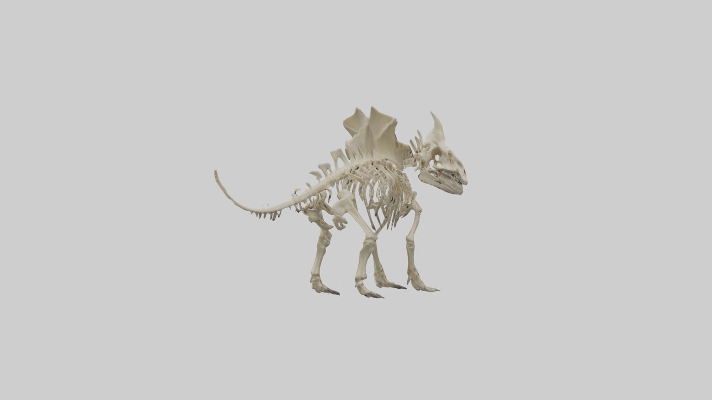 Styracosaurus Skeleton model 3D model