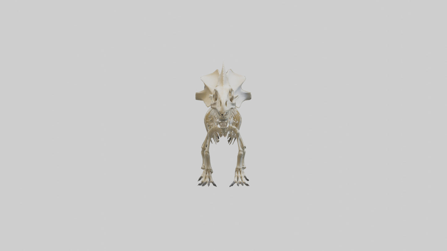 Styracosaurus Skeleton model 3D model
