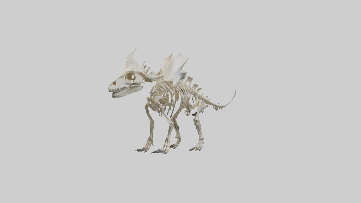 Styracosaurus Skeleton model 3D model