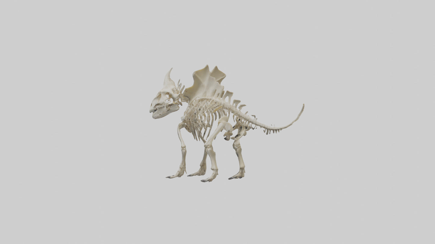 Styracosaurus Skeleton model 3D model