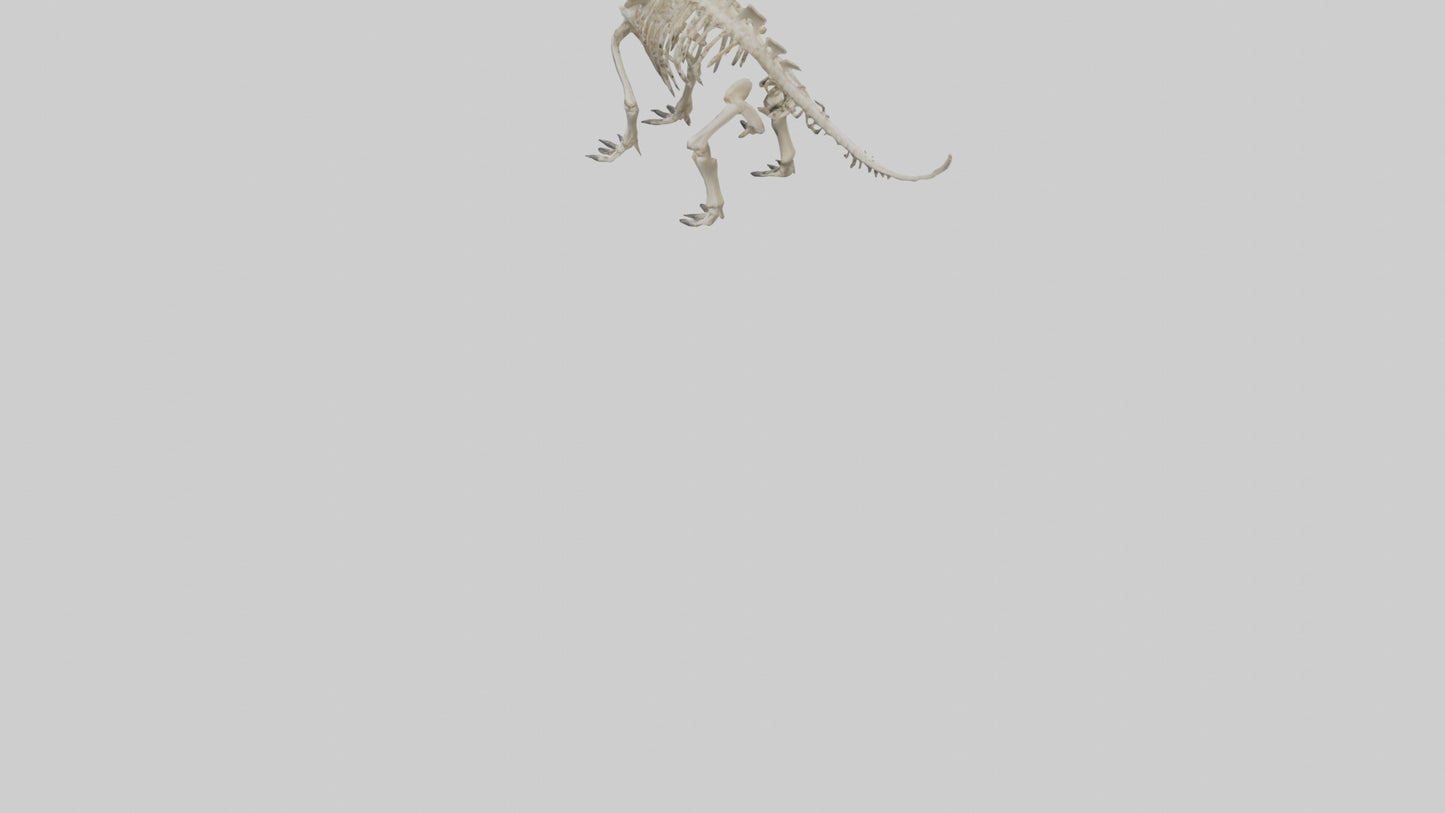 Styracosaurus Skeleton model 3D model