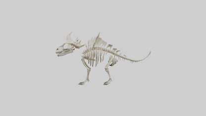 Styracosaurus Skeleton model 3D model