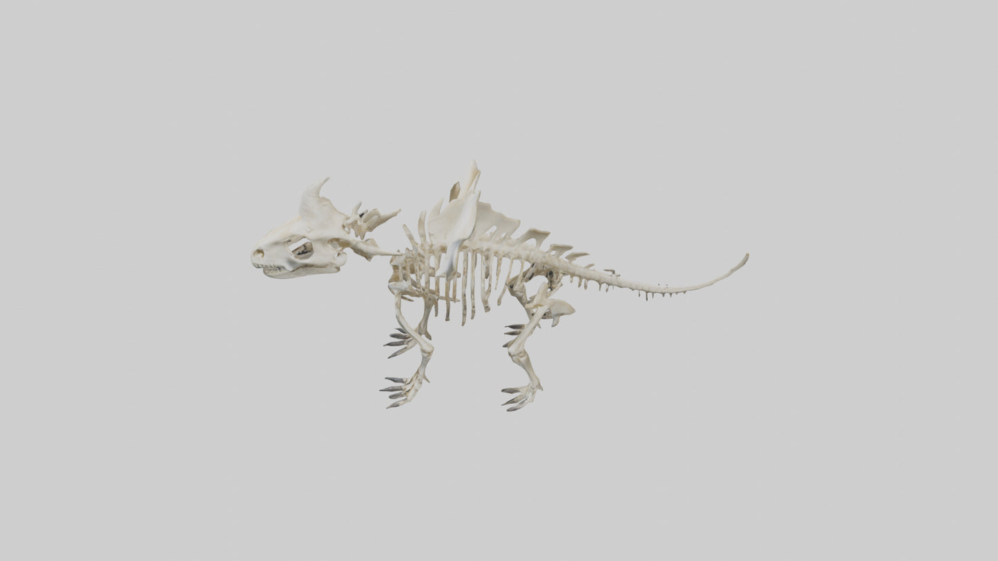 Styracosaurus Skeleton model 3D model