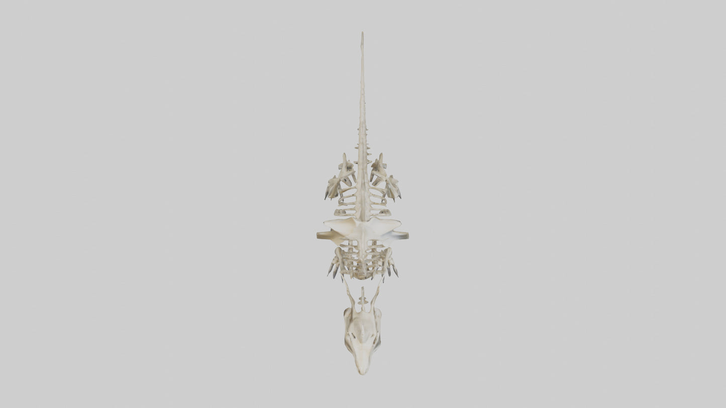 Styracosaurus Skeleton model 3D model