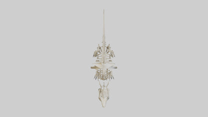 Styracosaurus Skeleton model 3D model