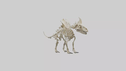 Styracosaurus Skeleton model 3D model