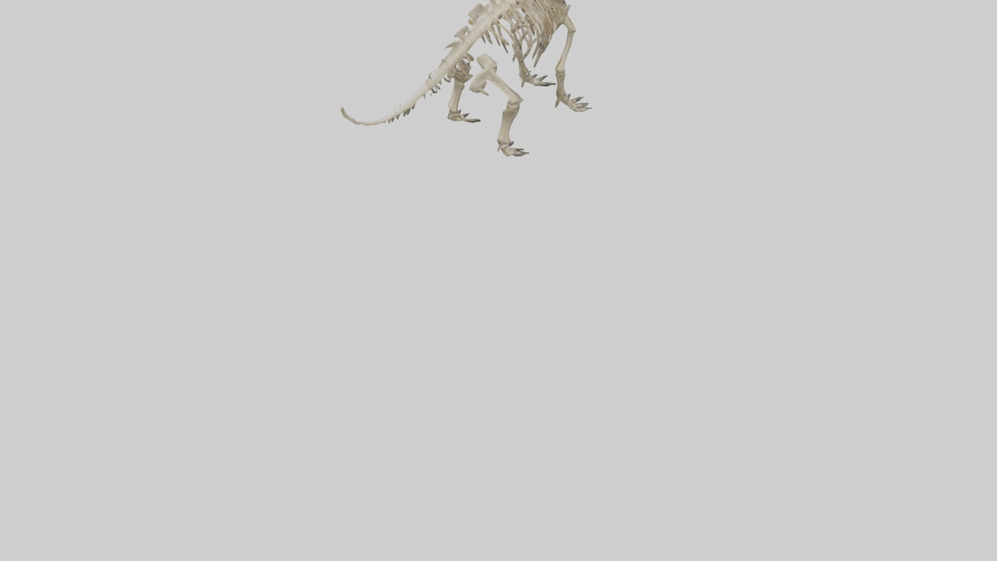 Styracosaurus Skeleton model 3D model