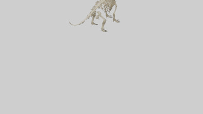 Styracosaurus Skeleton model 3D model