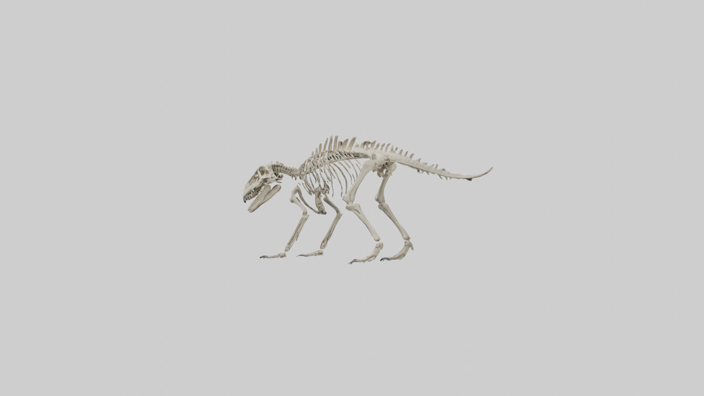 Suchomimus Skeleton model 3D model