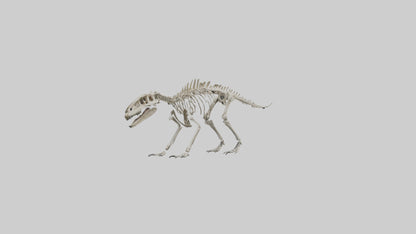 Suchomimus Skeleton model 3D model