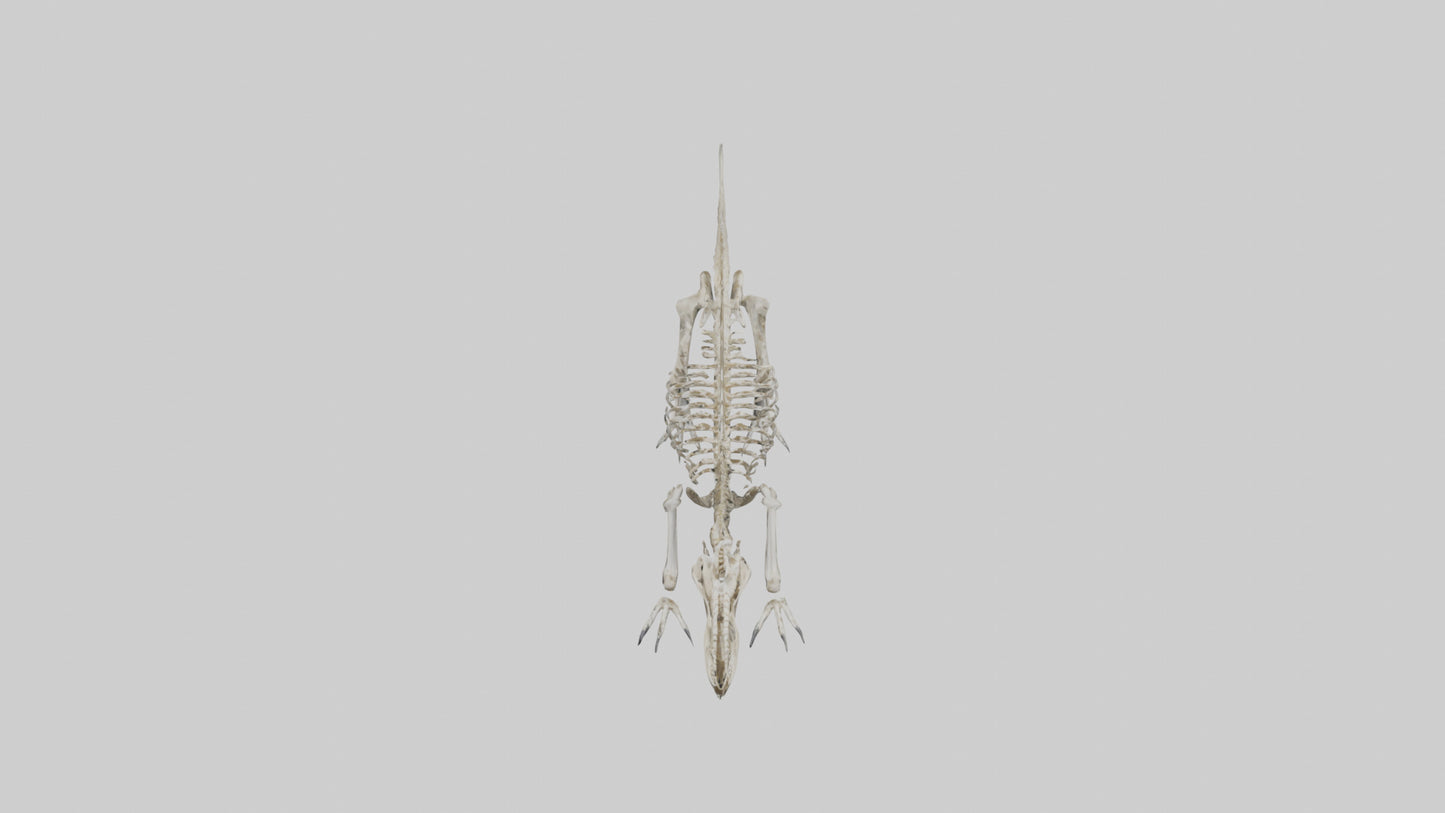 Suchomimus Skeleton model 3D model