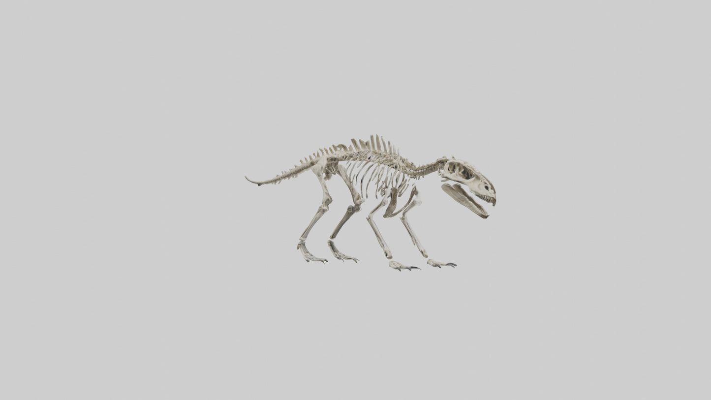 Suchomimus Skeleton model 3D model