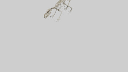Suchomimus Skeleton model 3D model