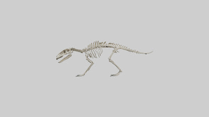 Suchomimus Skeleton model 3D model