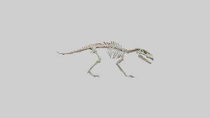 Suchomimus Skeleton model 3D model