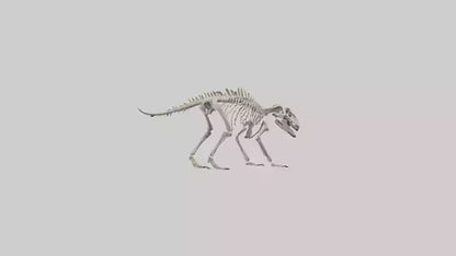 Suchomimus Skeleton model 3D model