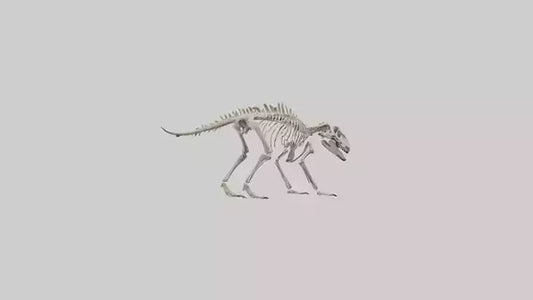 Suchomimus Skeleton model 3D model