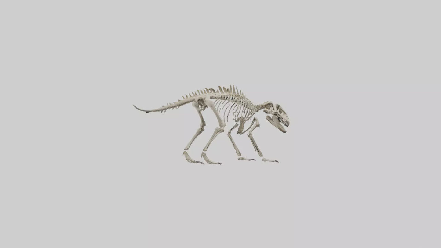 Suchomimus Skeleton model 3D model
