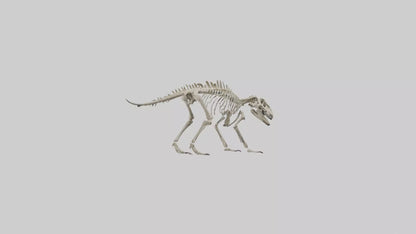 Suchomimus Skeleton model 3D model
