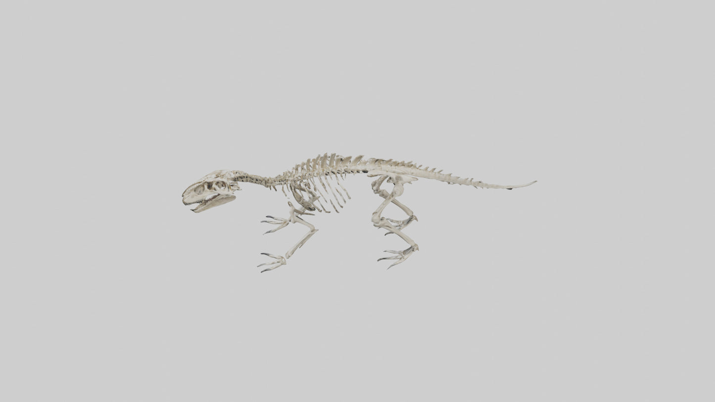 Suchomimus Skeleton model 3D model