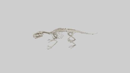 Suchomimus Skeleton model 3D model