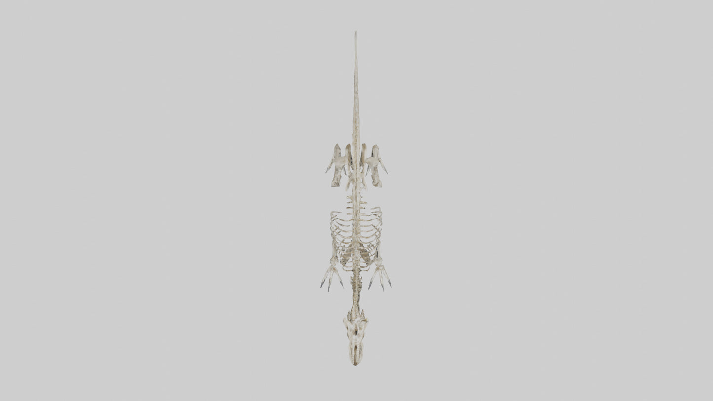 Suchomimus Skeleton model 3D model