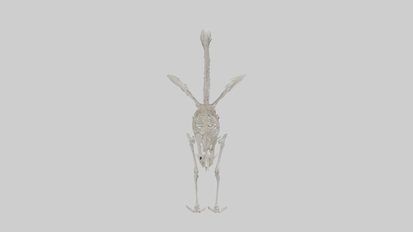 Swan Skeleton model 3D model
