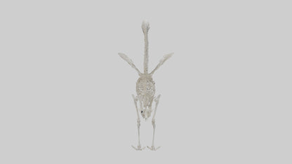 Swan Skeleton model 3D model