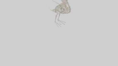 Swan Skeleton model 3D model