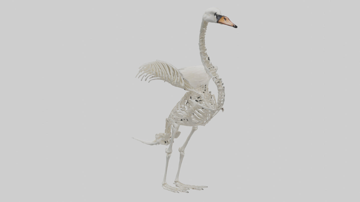 Swan Skeleton model 3D model