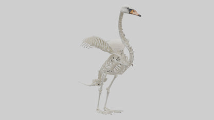 Swan Skeleton model 3D model