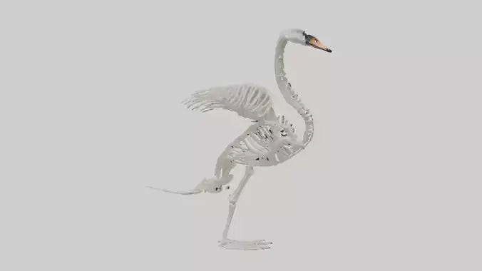 Swan Skeleton model 3D model