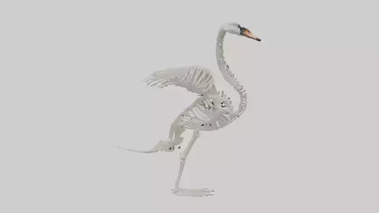 Swan Skeleton model 3D model