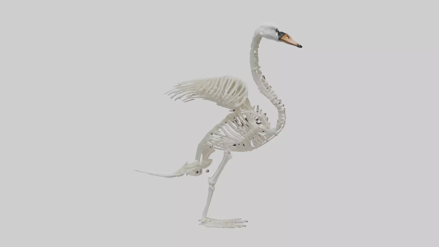 Swan Skeleton model 3D model
