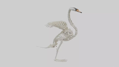 Swan Skeleton model 3D model